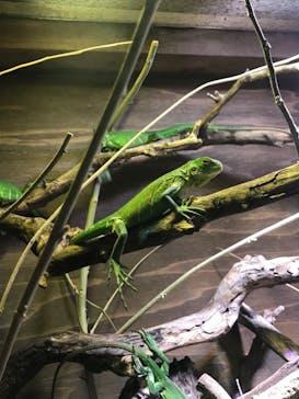 体感型動物園iZooに投稿された画像（2023/1/1）