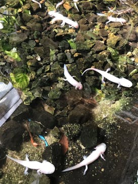 体感型動物園iZooに投稿された画像（2023/1/1）