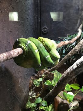 体感型動物園iZooに投稿された画像（2023/1/1）