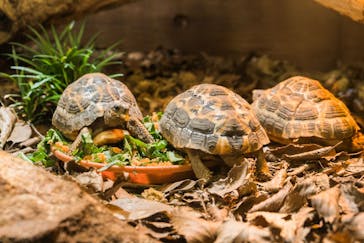 体感型動物園iZooに投稿された画像（2023/1/1）