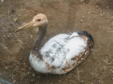 体感型動物園iZooに投稿された画像（2023/1/1）
