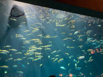 四国水族館に投稿された画像（2023/1/1）