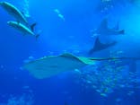 沖縄美ら海水族館に投稿された画像（2023/1/1）