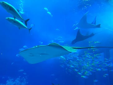 沖縄美ら海水族館に投稿された画像（2023/1/1）