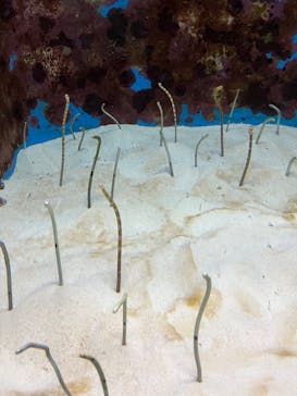 沖縄美ら海水族館に投稿された画像（2023/1/1）
