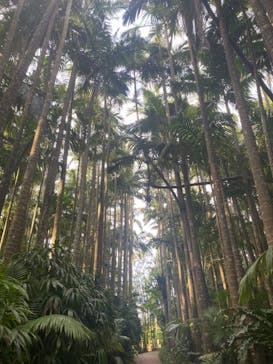 美らヤシパークオキナワ・東南植物楽園に投稿された画像（2023/1/1）