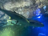串本海中公園水族館に投稿された画像（2023/1/1）