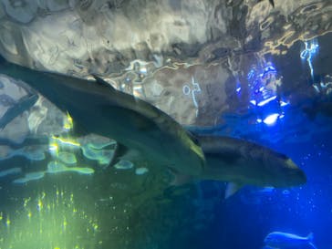 串本海中公園水族館に投稿された画像（2023/1/1）