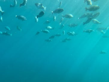 串本海中公園水族館に投稿された画像（2023/1/1）