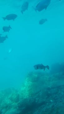 串本海中公園水族館に投稿された画像（2023/1/1）