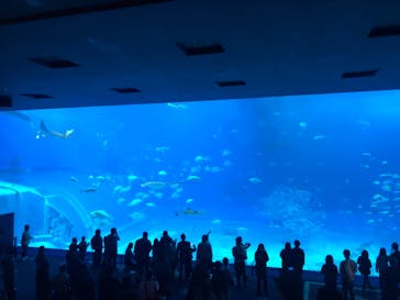 沖縄美ら海水族館に投稿された画像（2023/1/1）