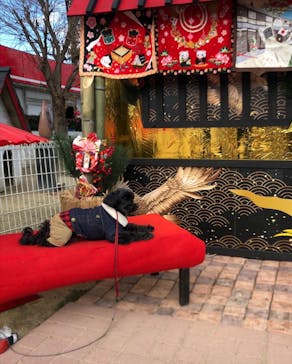 IPCわんわん動物園に投稿された画像（2023/1/1）