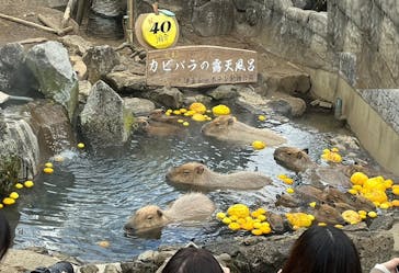 伊豆シャボテン動物公園に投稿された画像（2023/1/1）