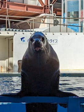 伊豆・三津シーパラダイスに投稿された画像（2023/1/1）