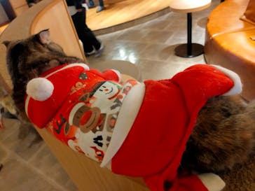 猫カフェモカ　新宿店に投稿された画像（2023/1/1）