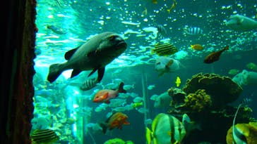 串本海中公園水族館に投稿された画像（2023/1/1）