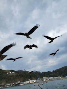 伊根湾めぐり遊覧船に投稿された画像（2023/1/2）