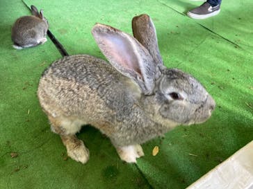 しろとり動物園に投稿された画像（2023/1/2）