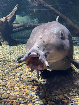 世界淡水魚園水族館　アクア・トトぎふに投稿された画像（2023/1/2）