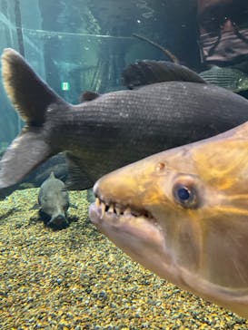 世界淡水魚園水族館　アクア・トトぎふに投稿された画像（2023/1/2）