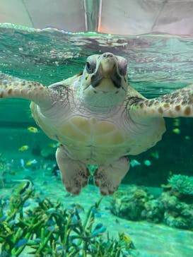 鴨川シーワールドに投稿された画像（2023/1/2）