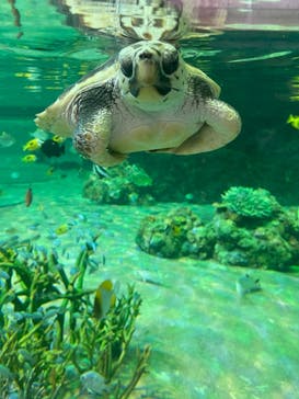 鴨川シーワールドに投稿された画像（2023/1/2）