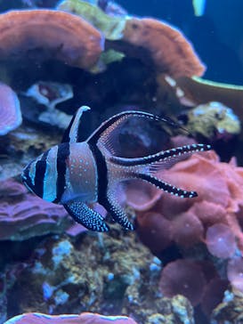 鴨川シーワールドに投稿された画像（2023/1/2）