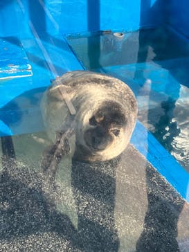 ゼロ距離水族館 伊勢シーパラダイスに投稿された画像（2023/1/2）