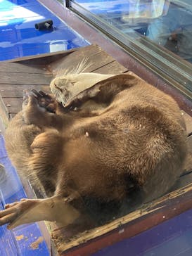 ゼロ距離水族館 伊勢シーパラダイスに投稿された画像（2023/1/2）