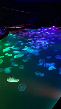 すみだ水族館に投稿された画像（2023/1/2）