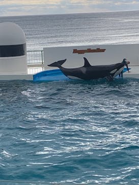 鴨川シーワールドに投稿された画像（2023/1/2）