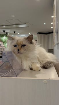 猫カフェモカ　アルシェ大宮店に投稿された画像（2023/1/2）