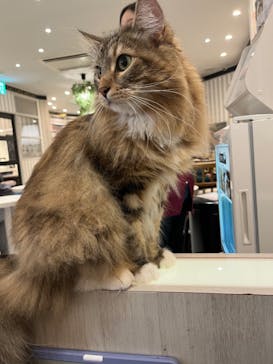 猫カフェモカ　アルシェ大宮店に投稿された画像（2023/1/2）