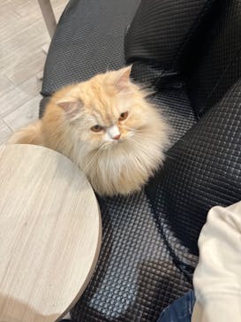 猫カフェモカ　アルシェ大宮店に投稿された画像（2023/1/2）