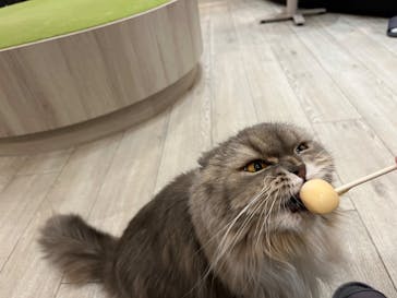 猫カフェモカ　アルシェ大宮店に投稿された画像（2023/1/2）