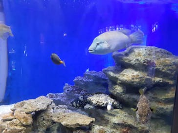 新江ノ島水族館に投稿された画像（2023/1/2）