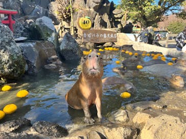 伊豆シャボテン動物公園に投稿された画像（2023/1/2）