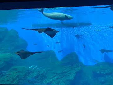仙台うみの杜水族館に投稿された画像（2023/1/2）