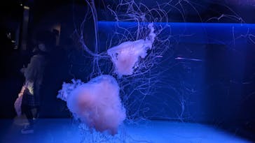 京都水族館に投稿された画像（2023/1/2）