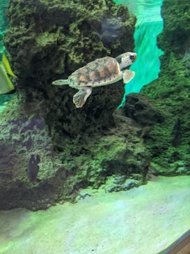 鴨川シーワールドに投稿された画像（2023/1/2）