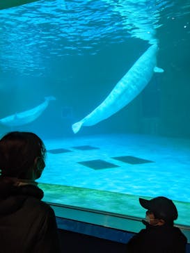 鴨川シーワールドに投稿された画像（2023/1/2）