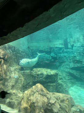 名古屋港水族館に投稿された画像（2023/1/2）