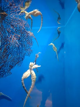 アクアワールド茨城県大洗水族館に投稿された画像（2023/1/2）