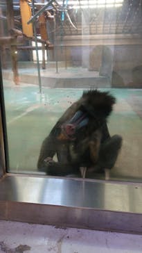 日本モンキーパークに投稿された画像（2023/1/2）