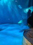 アクアワールド茨城県大洗水族館に投稿された画像（2023/1/2）