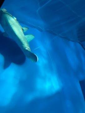アクアワールド茨城県大洗水族館に投稿された画像（2023/1/2）
