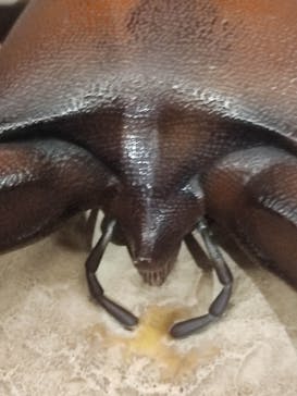 国立科学博物館に投稿された画像（2023/1/2）