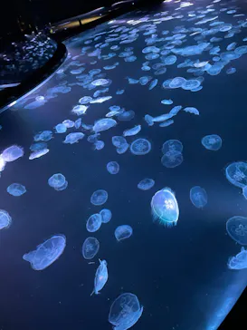 すみだ水族館に投稿された画像（2023/1/2）