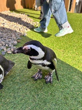 おさるランド＆アニタウン　日光さる軍団劇場に投稿された画像（2023/1/2）