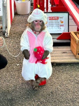 おさるランド＆アニタウン　日光さる軍団劇場に投稿された画像（2023/1/2）